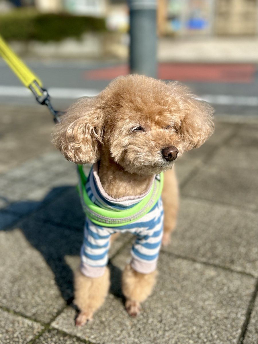 トリミングいってさっぱり🐶
眩しくて目が開いてないけど😅