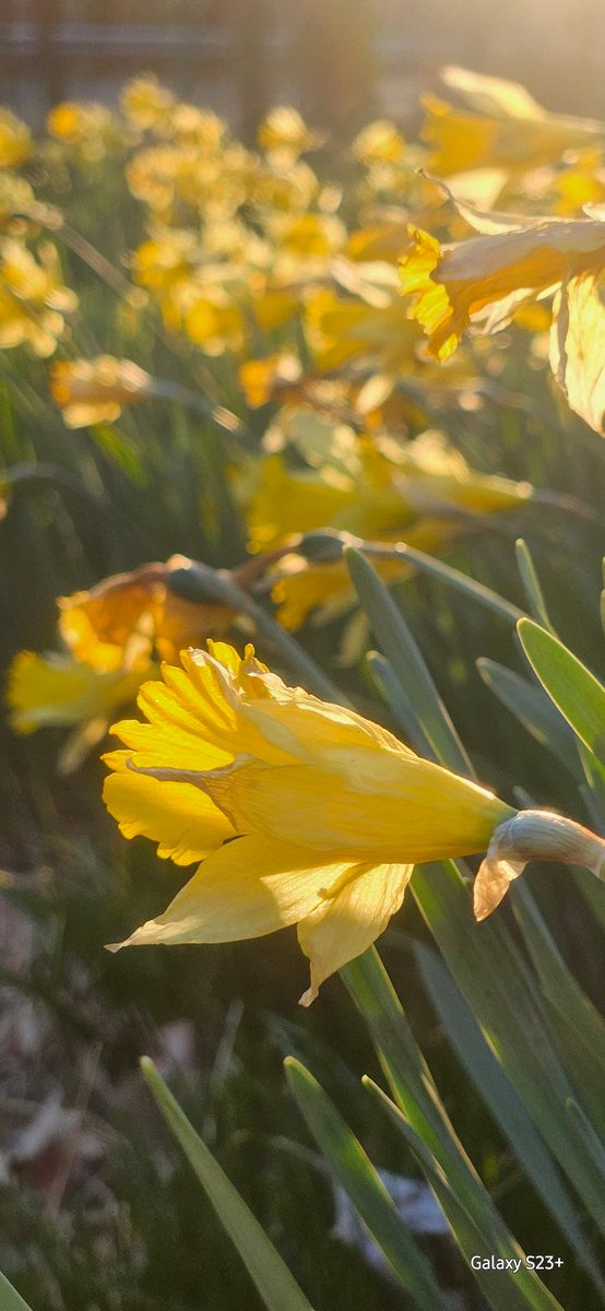 keltdaddy's tweet photo. These buttercups. 

#Tennessee https://t.co/9YwB5j9uxC