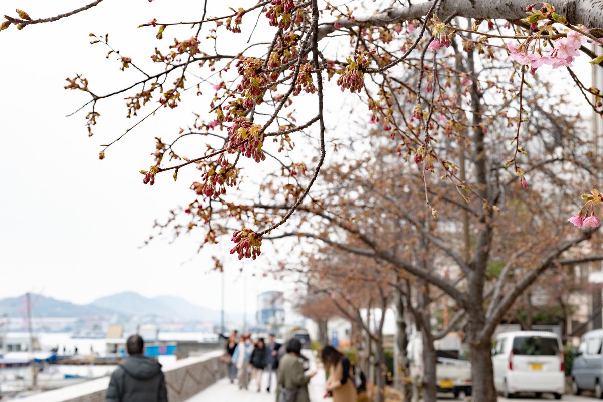 ononavi's tweet photo. 【さくらダイアリー】を更新しました
尾道商工会議所よこの河津桜が開花しました。おそよ1週間後、来週末の連休には満開となりそうです。
https://t.co/3f0AsbEksg

#おのみち #尾道 #おのなび #さくら #桜 #河津桜 #開花 #さくらダイアリー #onomichi #sakura #cocoronomichi https://t.co/x5h8oz8TOf