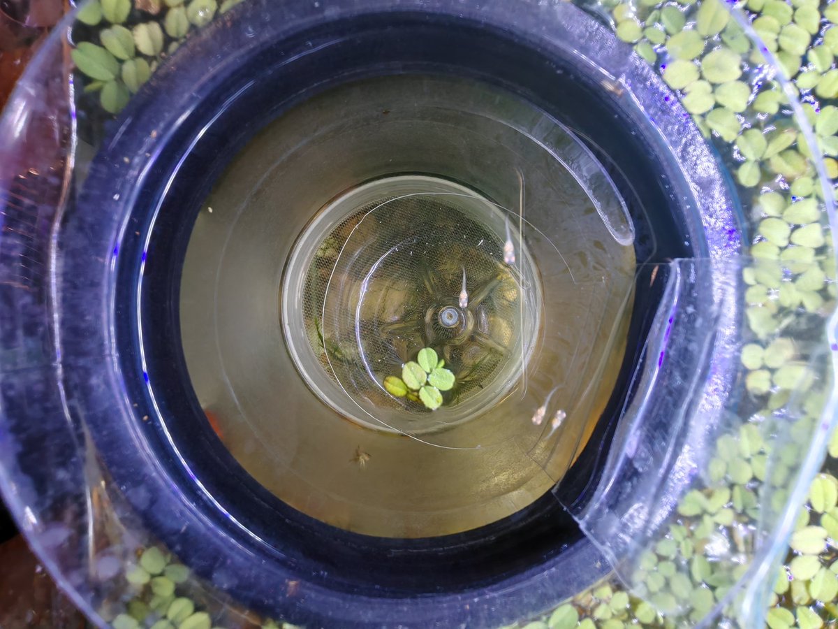 orangleliu's tweet image. 天空蓝的 5 个崽，这次应该能长大，很活跃