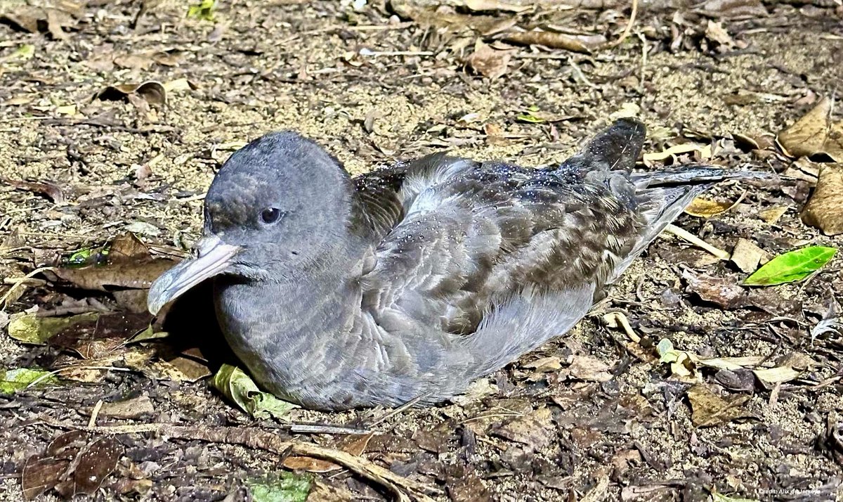 Article: Plastic pollution leaves seabirds with brain damage similar to Alzheimer’s
nhm.ac.uk/discover/news/…

Research paper: Seabirds in crisis. Plastic ingestion induces proteomic signatures of multiorgan failure and neurodegeneration
science.org/doi/10.1126/sc…