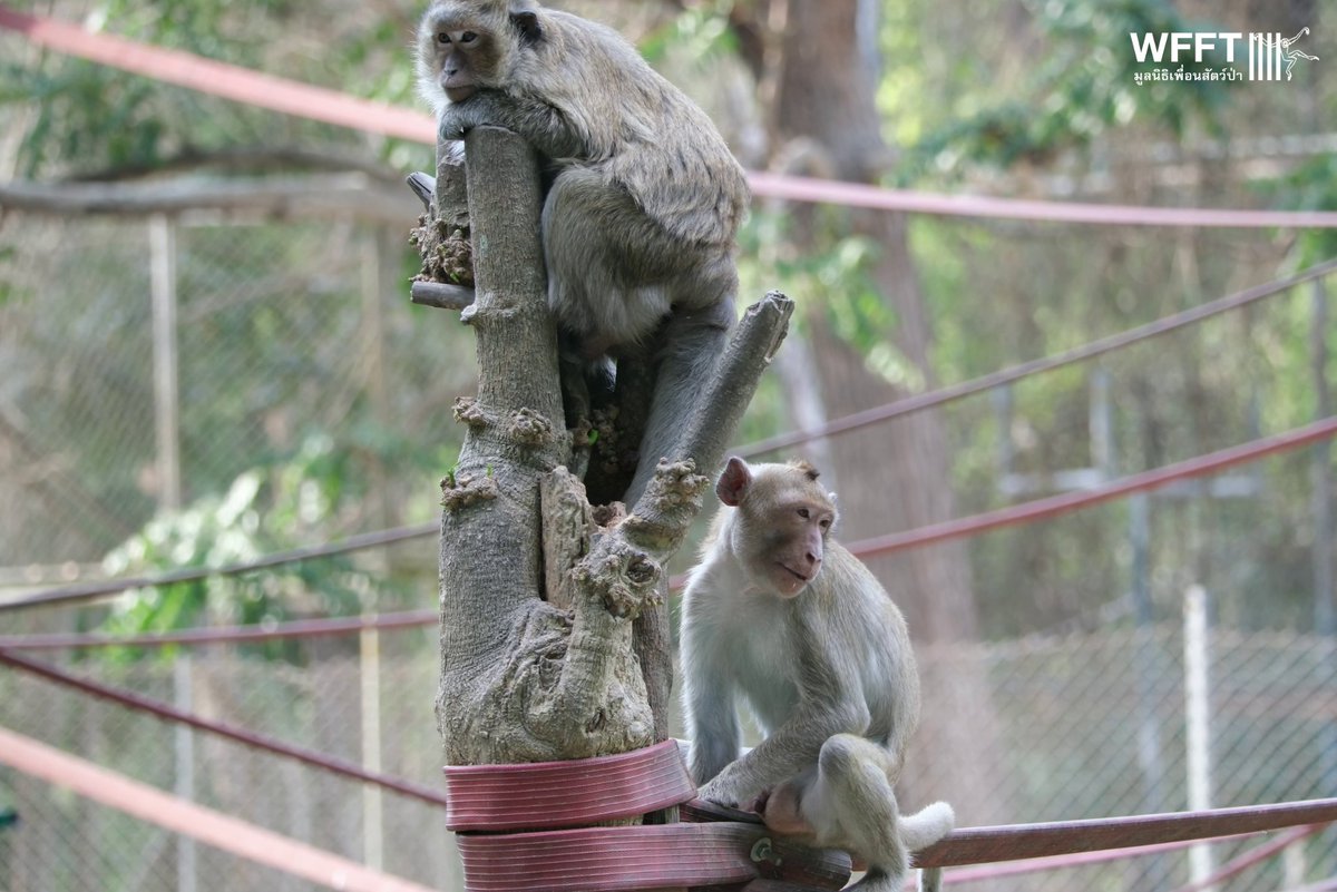 WFFThailand's tweet image. A few lovely pics of one of our recently created troops! 🐒💛
Seeing our recently formed troop—made up of #primates rescued from difficult pasts—now enjoying each other’s company and displaying natural behaviours is truly heartwarming! #macaques #monkeys #wildlife