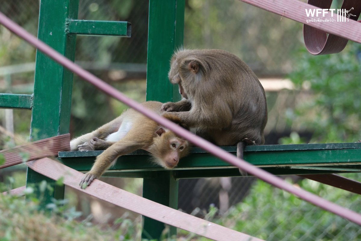 WFFThailand's tweet image. A few lovely pics of one of our recently created troops! 🐒💛
Seeing our recently formed troop—made up of #primates rescued from difficult pasts—now enjoying each other’s company and displaying natural behaviours is truly heartwarming! #macaques #monkeys #wildlife