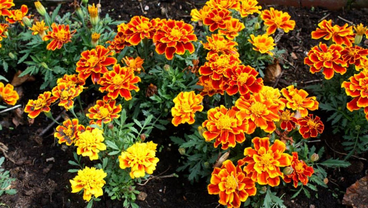 come off it
said chaithanya to a stone
in stone language

wipe the red paint off your face
i don't think the colour suits you
i mean what's wrong
with being just a plain stone
i'll still bring you flowers
you like the flowers of zendu
don't you
i like them too

ChaithanyaKolatkar