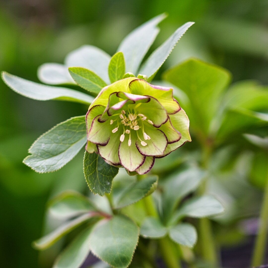 音ノ葉】高橋育苗のクリスマスローズが新入荷‼ 3月15日（土）から販売