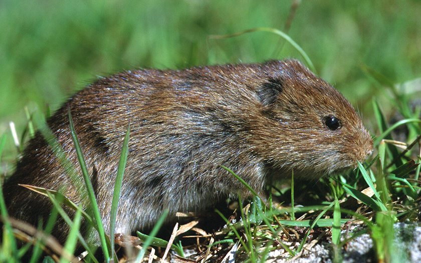 Texel doet nooit mee aan de landelijk mollentelling. Waarom niet? Omdat hier geen mollen zijn! Er ontbreken meer algemene diersoorten op het eiland 🦌 🐿️ 🦊 🐗 In tegenstelling tot de zeldzame noordse woelmuis. Curator Jarco schreef er een weblog over: ecomare.nl/verdiep/blog/g…