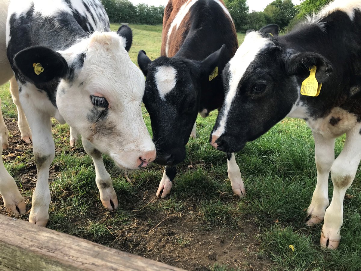 Borderway UK Dairy Expo takes place in Carlisle tomorrow and Saturday!

Our experts will be there answering all your questions on:
🐮 Manure &amp; Slurry management plans 
📝 NVZ compliance
🍃 SFI evidence reporting and management. 

Learn more here: 
loom.ly/Az153PQ