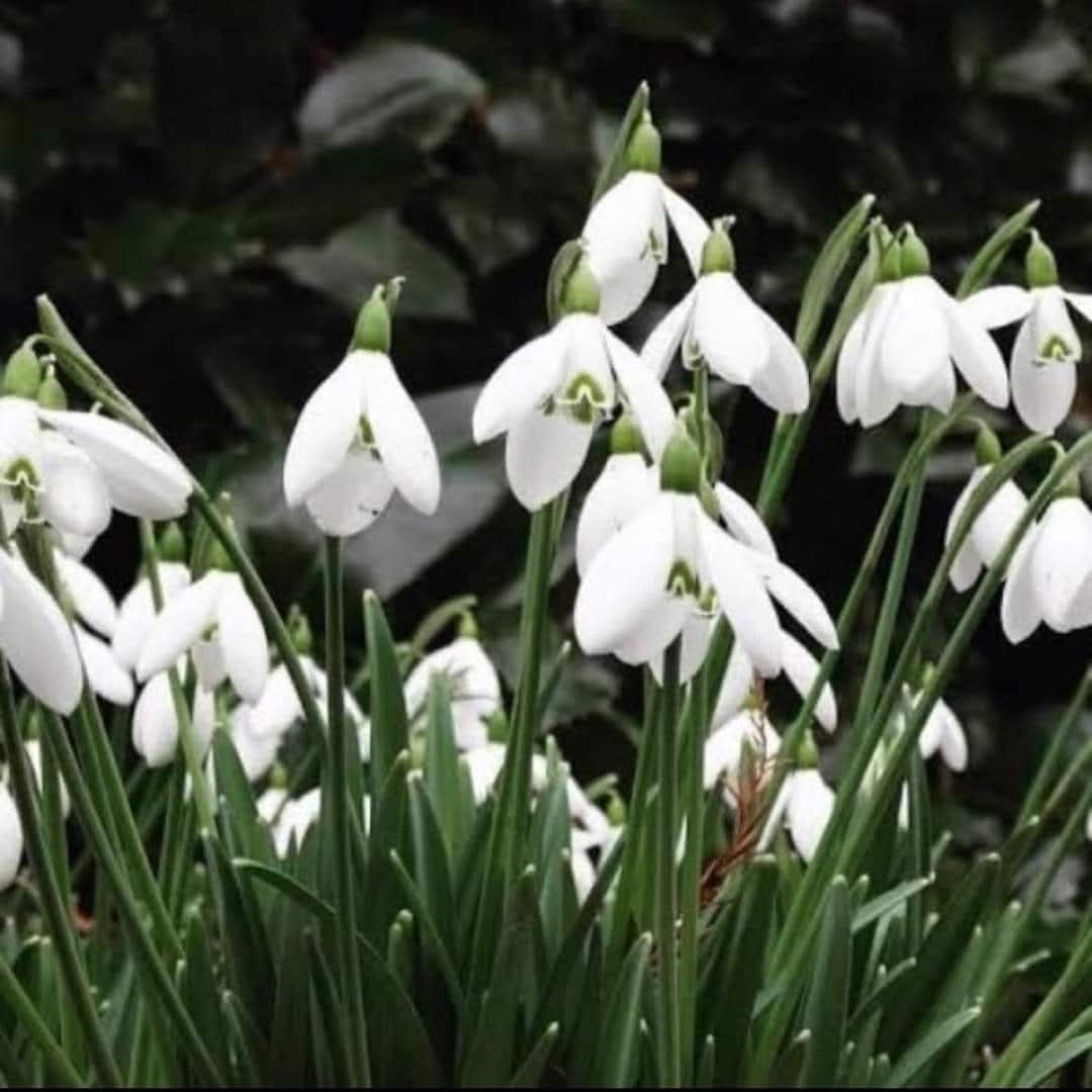 But now I am Six, I'm as clever as clever 
So I think I'll be six now for ever and ever.

As a teacher, I can't comprehend the fear and the need to protect, Gwen must have felt that day. Remembering her and her 16 angels today and every day. #Dunblane