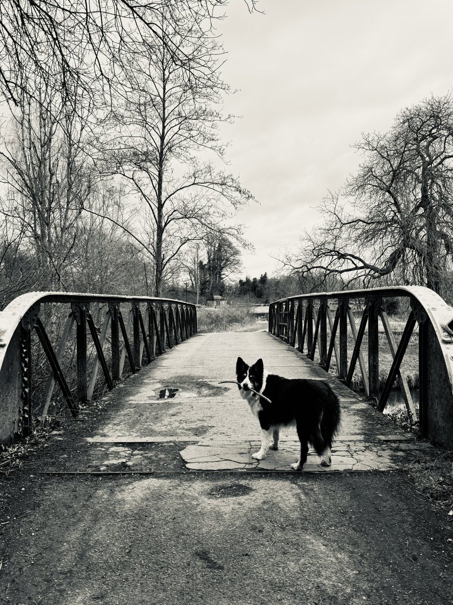 Kes 🐶 😘 (@kesthecollie) on Twitter photo It’s an overcast day It’s an overcast day