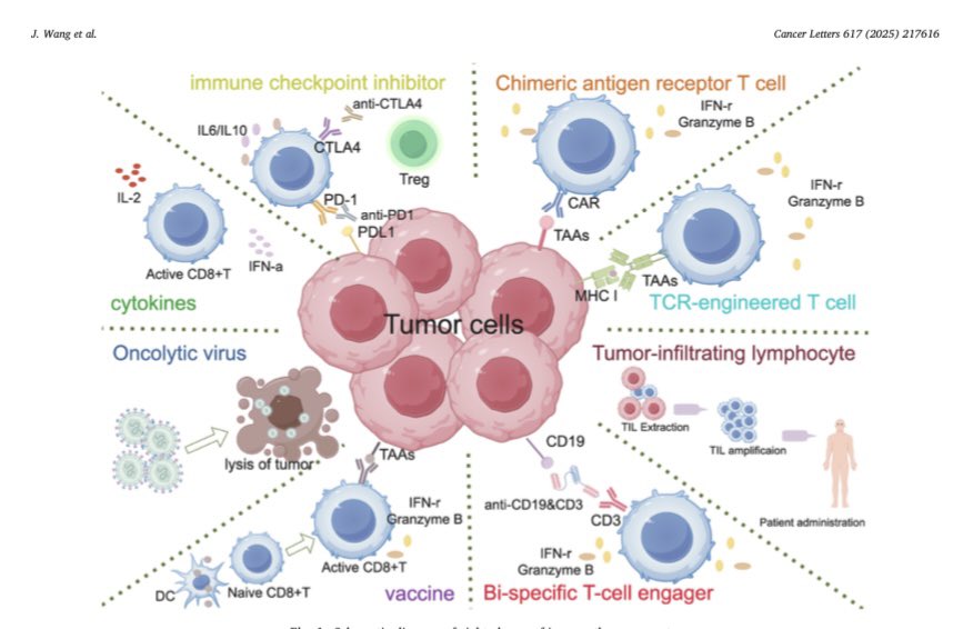 Expansive review of IO across solid tumours in collaboration with Dr. Wang and my old colleague and friend Dr. Lei Zheng, now cancer centre director at UT!
Clinical development of immuno-oncology therapeutics sciencedirect.com/science/articl…