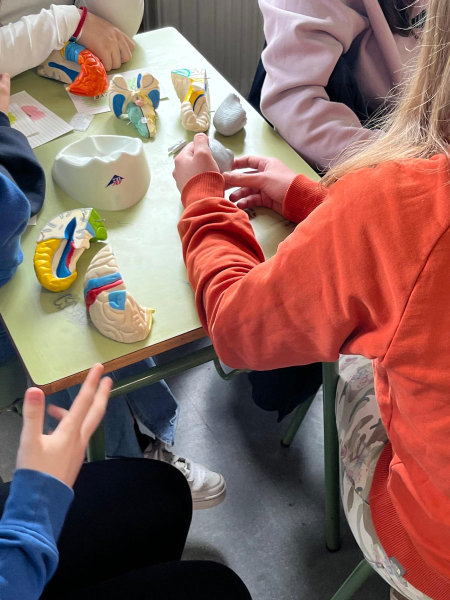 ¡Semana del Cerebro 2025! ✨🧠
Nos unimos a la celebración con las actividades de nuestras Neurocientíficas en:
07/03 – IES Santa Bárbara (Langreo) con alumnos de 1º de Bachillerato.
11/03 y 14/03 – IES Emilio Alarcos (Gijón) con estudiantes de 3º de la ESO. 
#SemanaDelCerebro 🧠