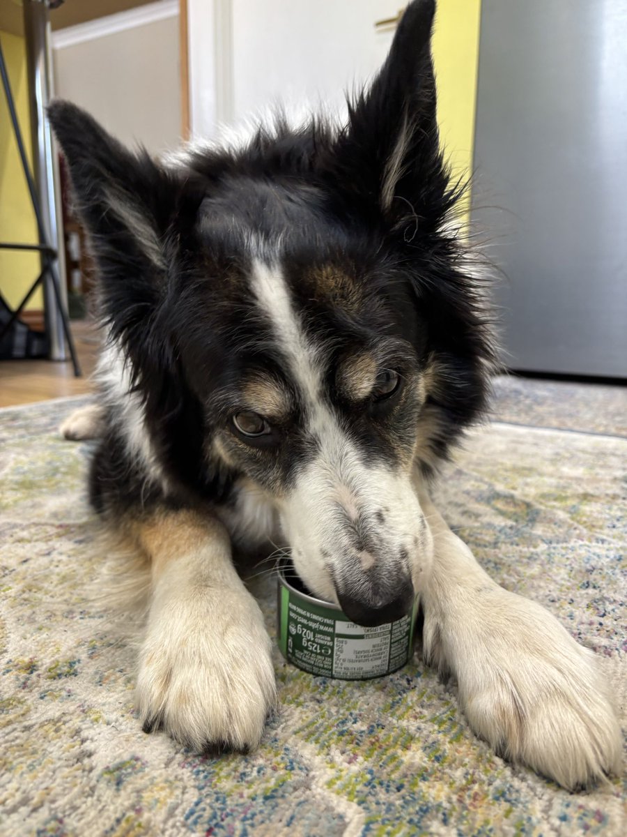 Kes 🐶 😘 (@kesthecollie) on Twitter photo Remember how i was saying how much I liked tuna Remember how i was saying how much I liked tuna