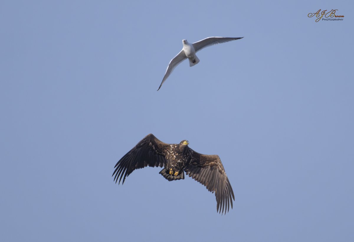 Aidan Brown (@aidanjb118) on Twitter photo Eagle update - Roy Dennis team id the eagle on Slepe moor as "G625 he is a very special bird. He is the first Eagle to hatch and fledge successfully in a wild nest in England in over 240 years! He fledged from a nest in West Sussex in 2023" <a href="/DorsetBirdClub/">Dorset Bird Club</a> <a href="/DorsetWildlife/">Dorset Wildlife Trust</a> Eagle update - Roy Dennis team id the eagle on Slepe moor as "G625 he is a very special bird. He is the first Eagle to hatch and fledge successfully in a wild nest in England in over 240 years! He fledged from a nest in West Sussex in 2023" <a href="/DorsetBirdClub/">Dorset Bird Club</a> <a href="/DorsetWildlife/">Dorset Wildlife Trust</a>