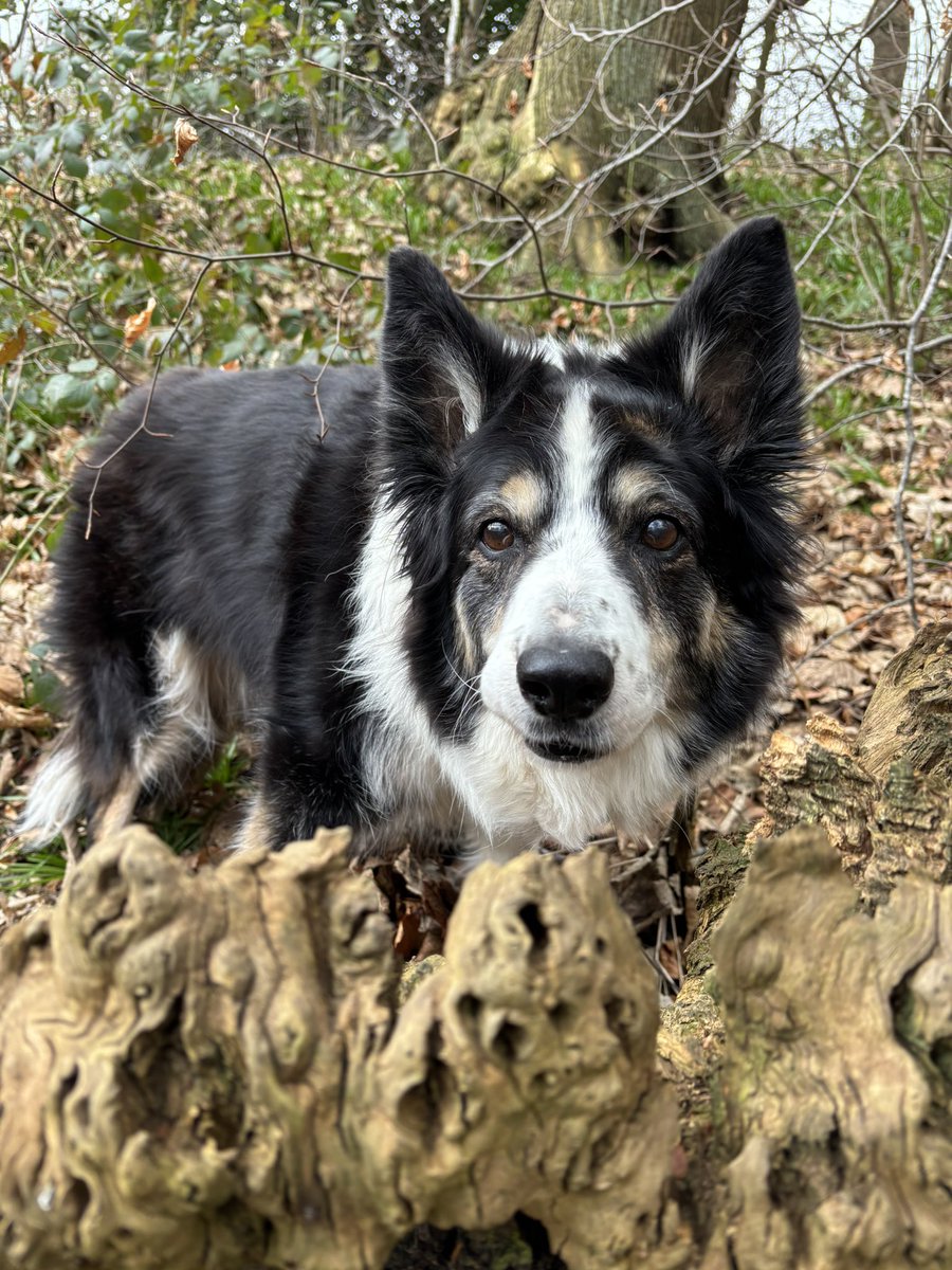 Kes 🐶 😘 (@kesthecollie) on Twitter photo Peekaboo Peekaboo