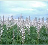 🚨 New Crops, New Risks? 🌱⚠️
Introducing crops like lupin, faba bean, or oats into your rotation or intercropping system can impact food safety. 
Read more: cropdiva.eu/sites/default/…
#ResearchImpactEU
#H2020
#H2020Cropdiva