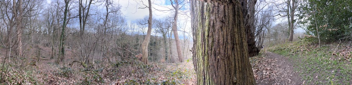 Kes 🐶 😘 (@kesthecollie) on Twitter photo Find the Kes Find the Kes
