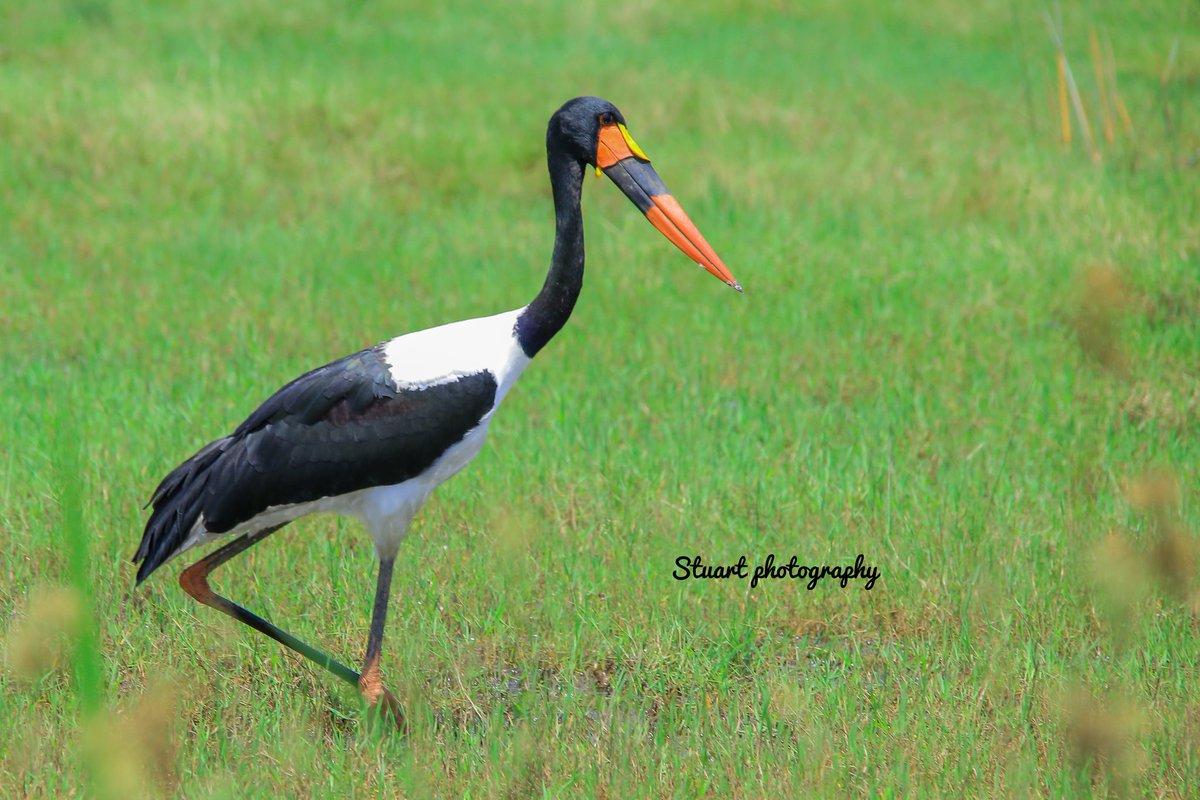 Wasn't this our National bird?😂
#visituganda
#birdingphotography
#birdingsafari
#birdinginuganda