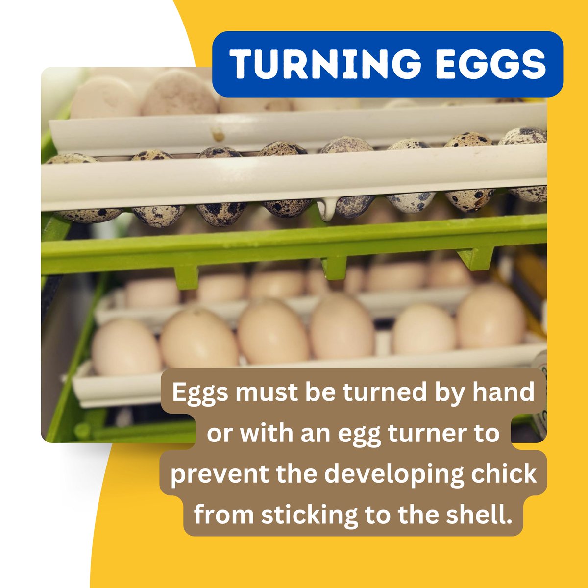 HatchingTime's tweet image. Check out this great Beginner’s Guide detailing how to properly incubate poultry eggs! Be sure to give us a follow so you never miss out on any poultry farming tips!

#Hatchingtime #Cimuka #Beginnersguide