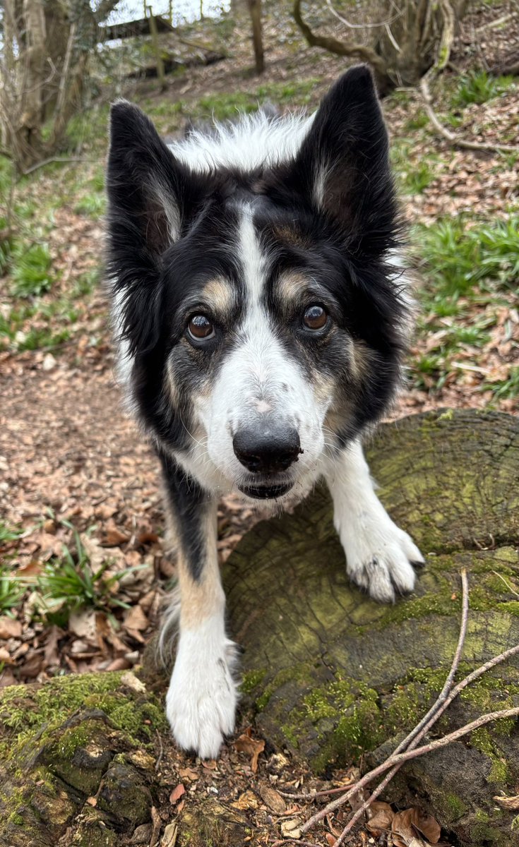 Kes 🐶 😘 (@kesthecollie) on Twitter photo Frowit Frowit