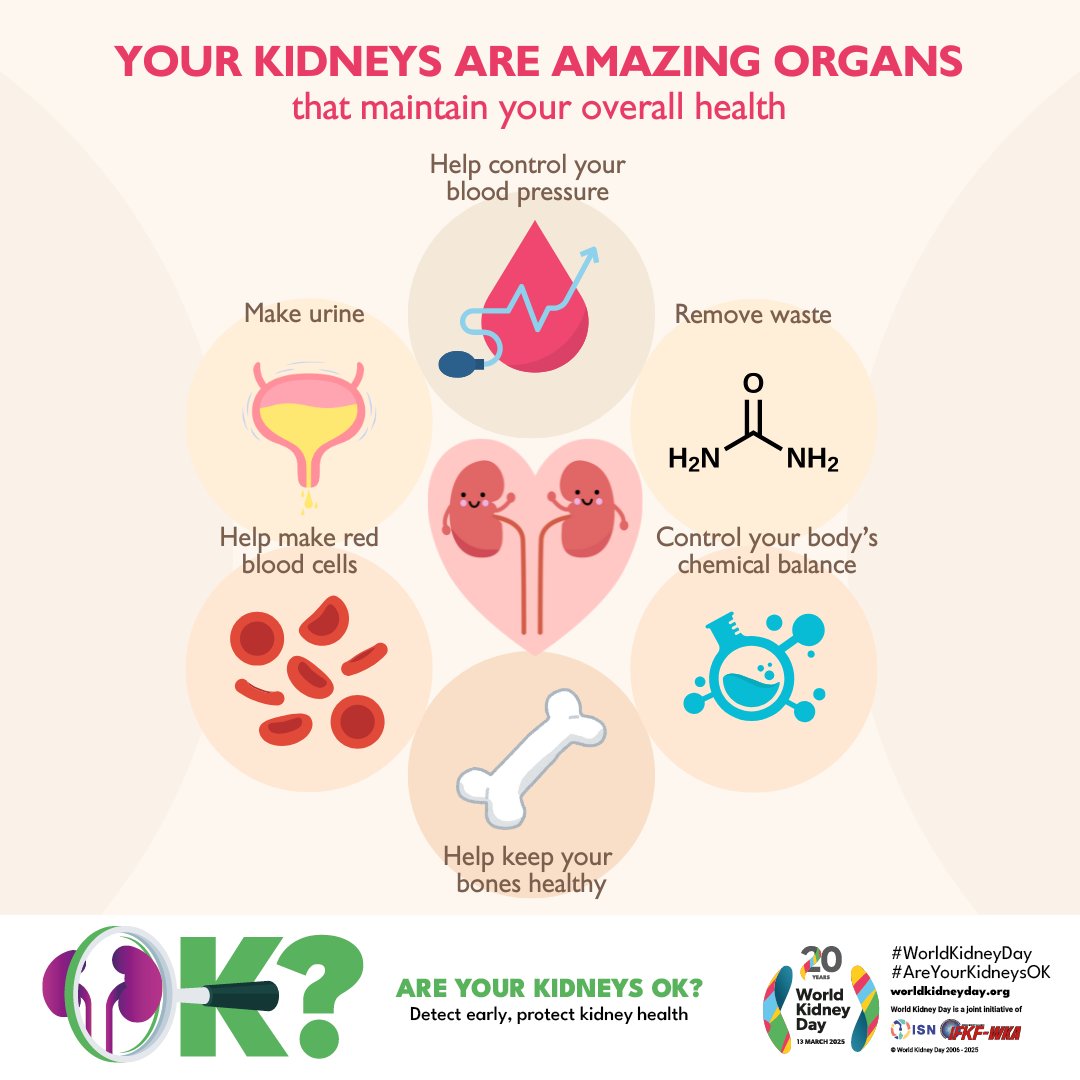 Your kidneys are incredible organs that work tirelessly for you! About the size of a fist, they are located deep in your abdomen, just below the rib cage.

Explore more about kidney health topics 👉 worldkidneyday.org/about-kidney-h… 

#WorldKidneyDay #AreYourKidneysOK #KidneyHealthMatters