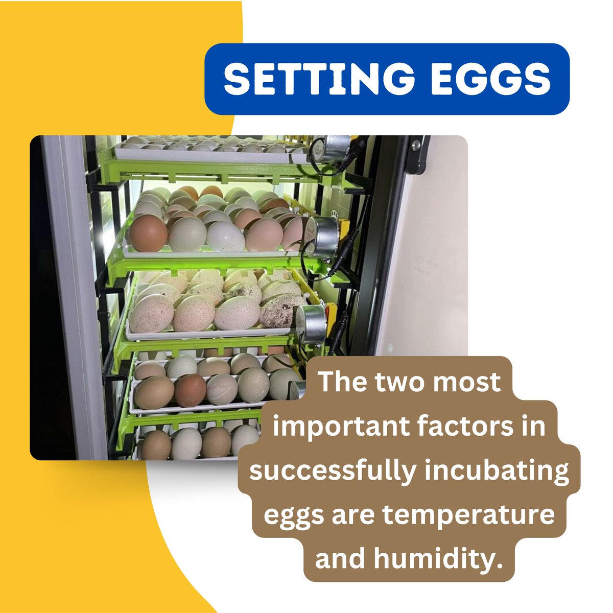 HatchingTime's tweet image. Check out this great Beginner’s Guide detailing how to properly incubate poultry eggs! Be sure to give us a follow so you never miss out on any poultry farming tips!

#Hatchingtime #Cimuka #Beginnersguide