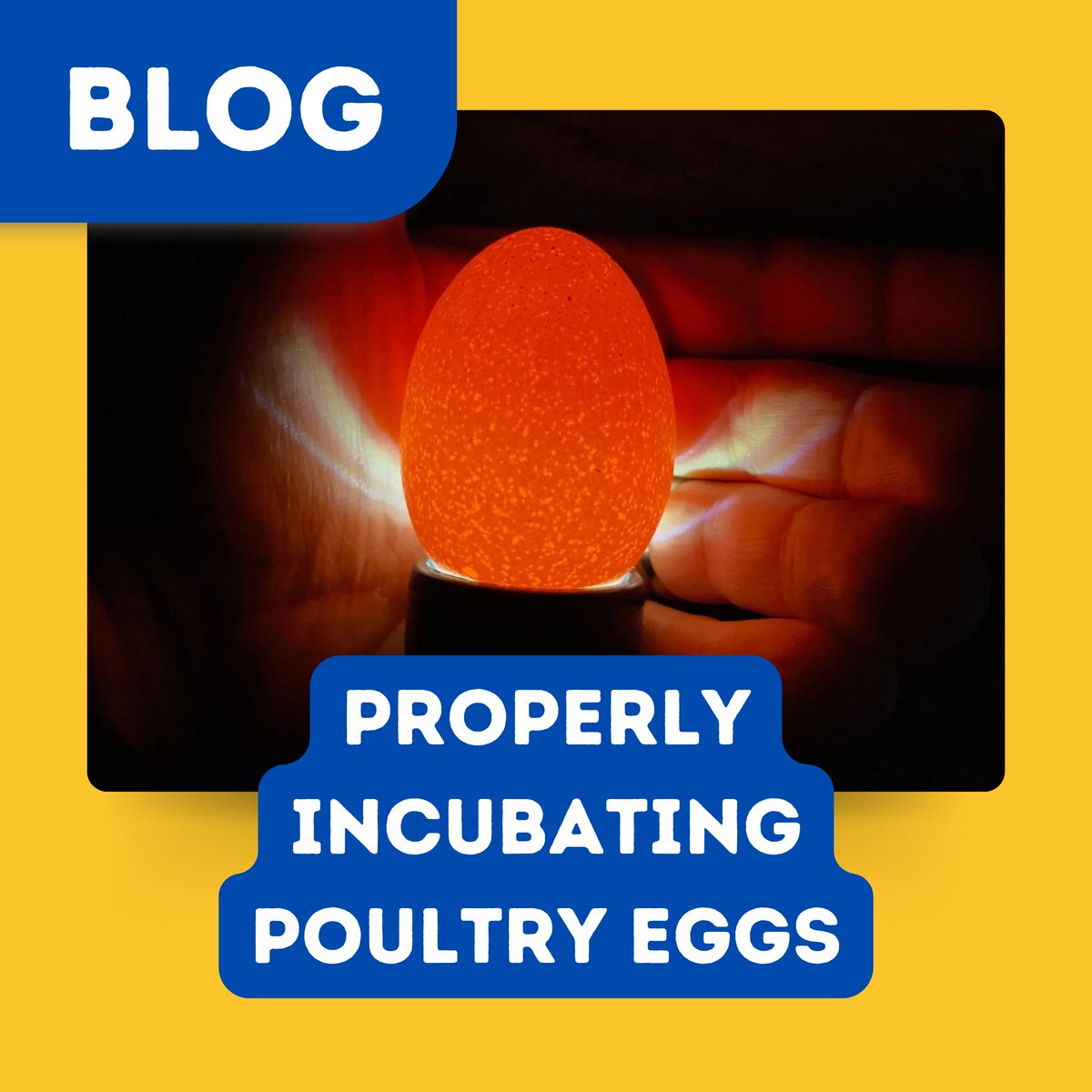 HatchingTime's tweet image. Check out this great Beginner’s Guide detailing how to properly incubate poultry eggs! Be sure to give us a follow so you never miss out on any poultry farming tips!

#Hatchingtime #Cimuka #Beginnersguide