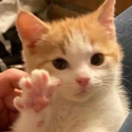 _mipmoo's tweet image. แข่ว