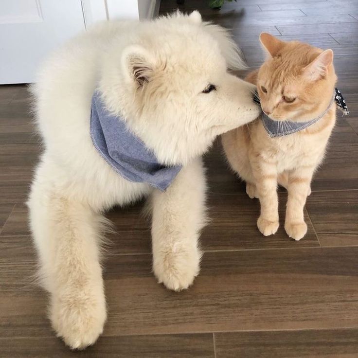 หอมจังค้าบ                                    เหม็นม๋า