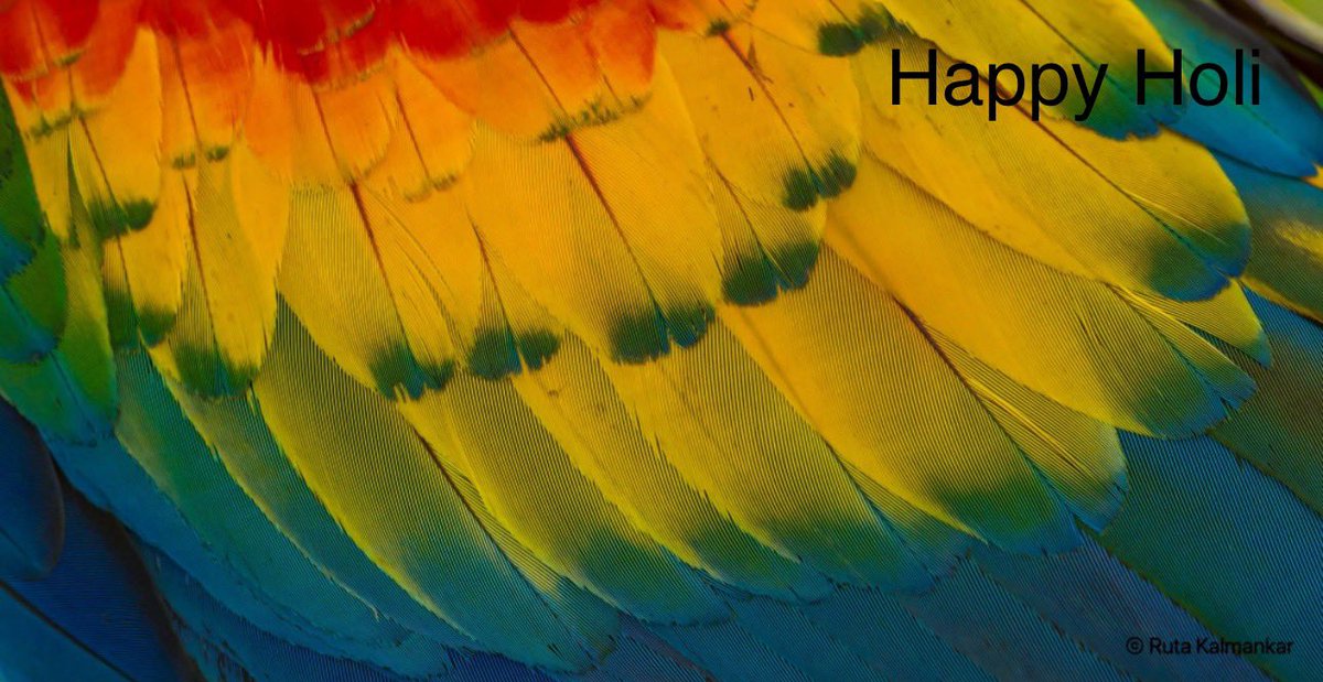 Happy Holi #BBCWildlifePOTD #Nikon