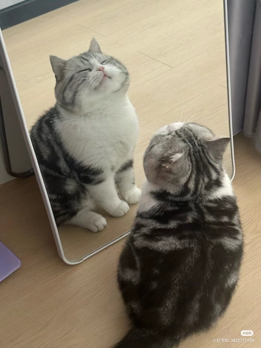 The Cats 𝕏 tweet media