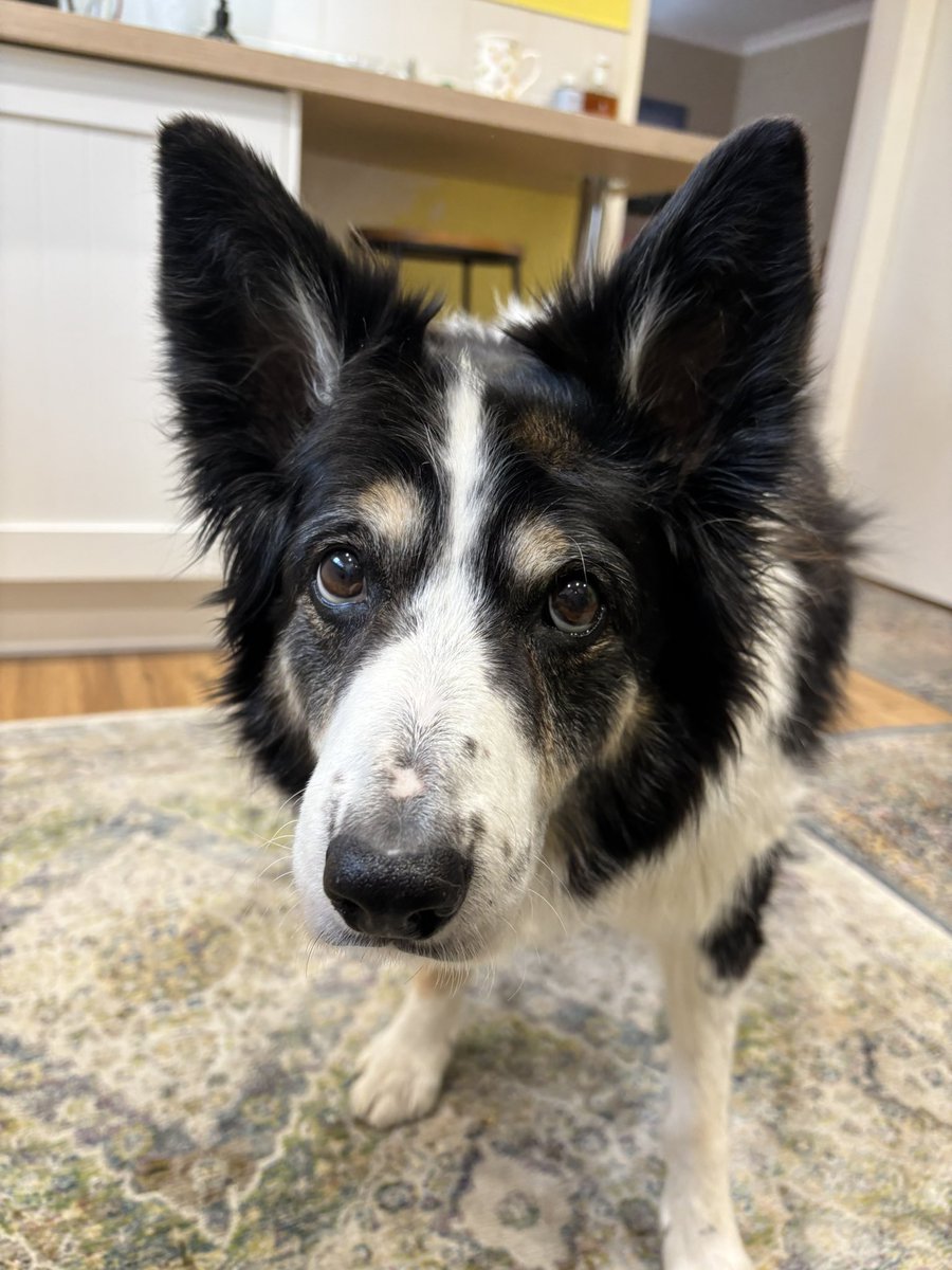 Kes 🐶 😘 (@kesthecollie) on Twitter photo Good morning 😘 Good morning 😘