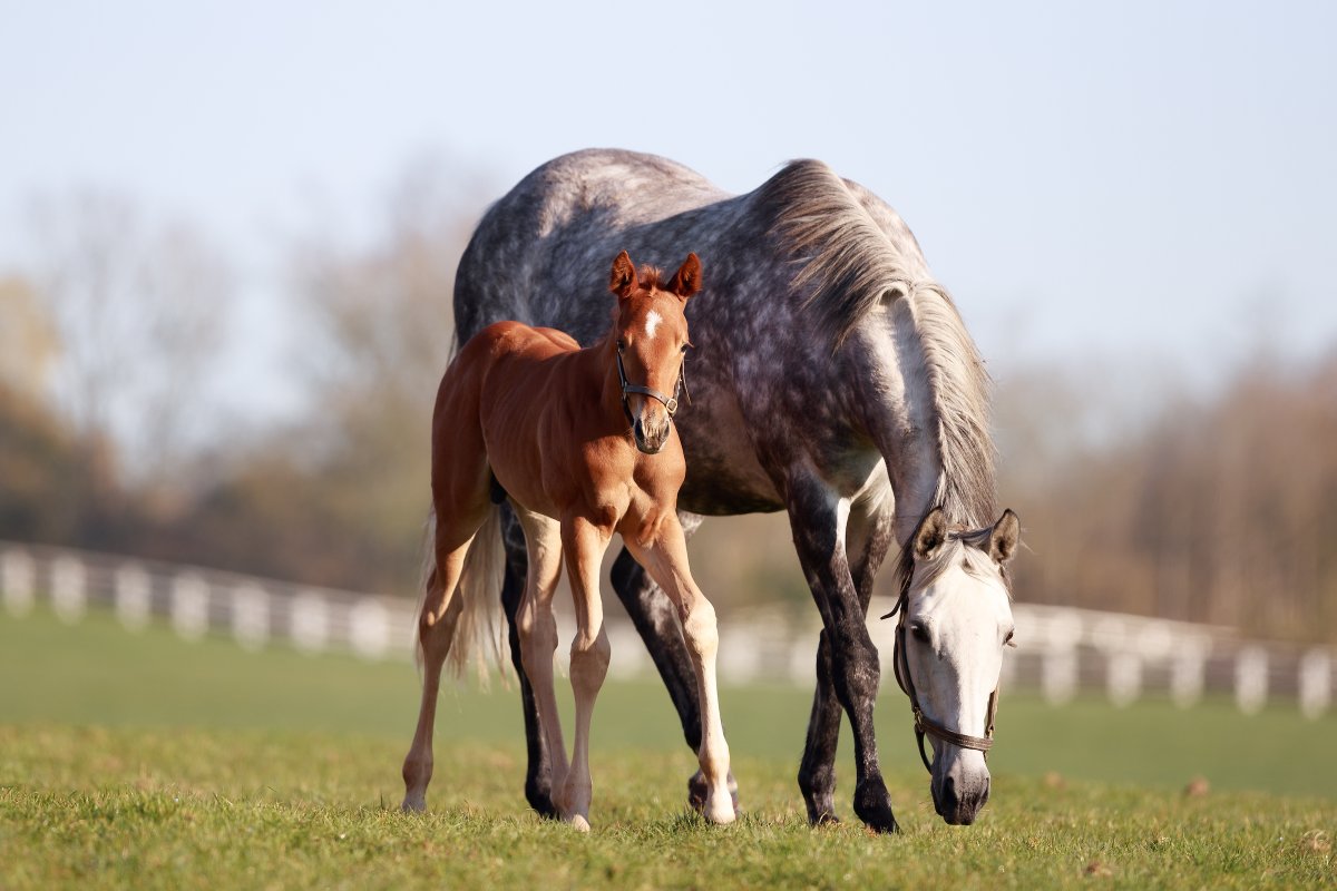 AgaKhanStuds's tweet photo. 🥇 #Midak made an impressive debut at Lyon Parilly last night, claiming his maiden victory in style with a three-length win.

This 3yo colt is pictured below as a foal with his dam #Minya, who is a sister to Stakes performers #Mila and #Mandistana, from the family of #Manighar. https://t.co/9bvvuCzdIq