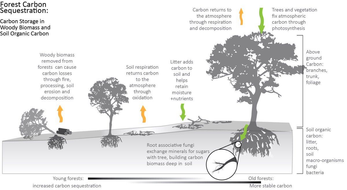 Follow the environmental science of trees. 🌳 

🌳Absorbs CO2 to produce O2
🌳A natural carbon capture machine 
🌳Fills the earth with vertical roots which stores soil nutrients
🌳Reduces pollution and temperatures
🌳Reflects and absorbs solar radiation
🌳Maintains ecosystems,