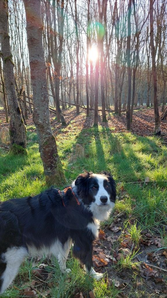 Meg_The_Collie (@meg_the_collie) on Twitter photo Walkies in the woods. Walkies in the woods.