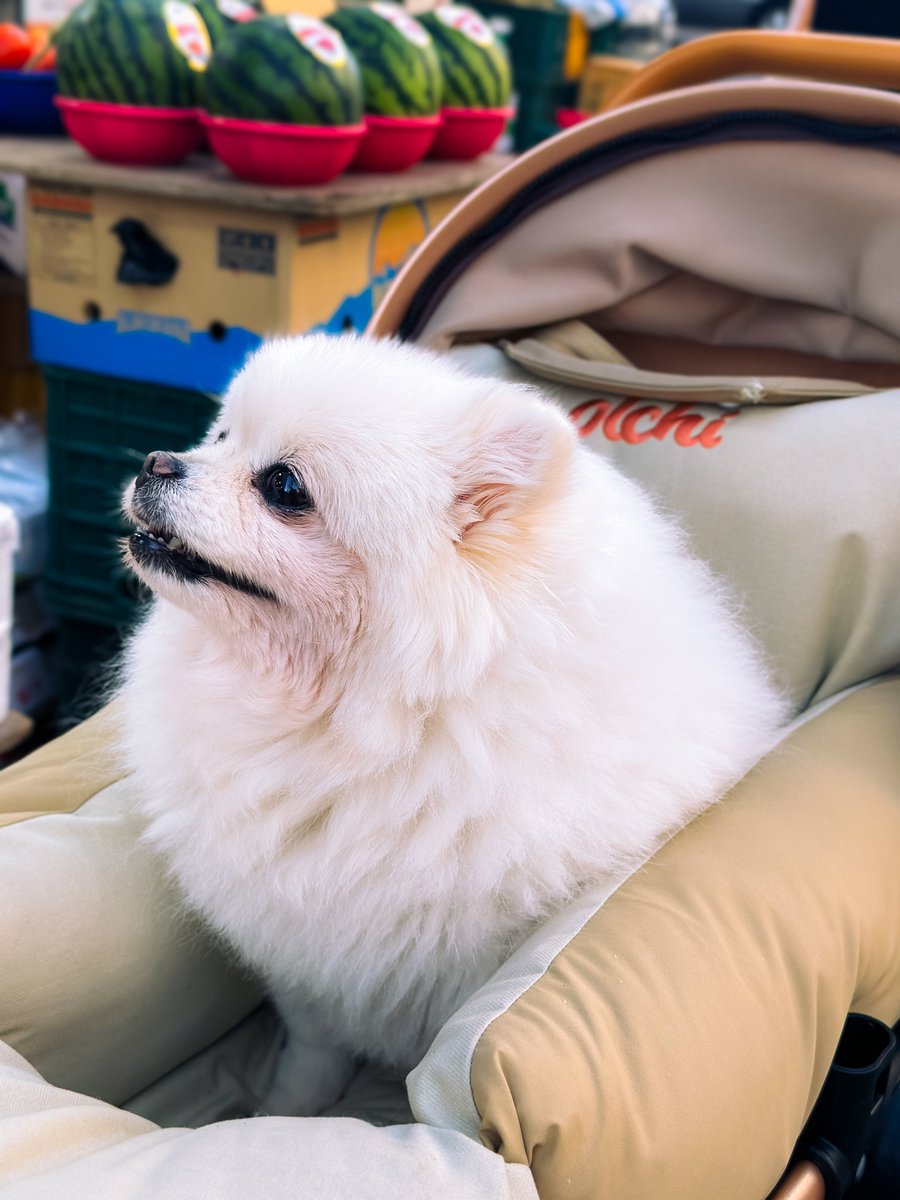 동네 과일가게 강아지