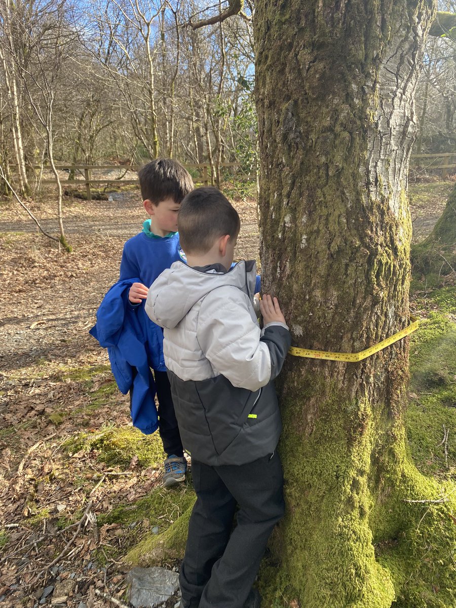 lussprimary's tweet image. Finally we can get outside to do our Maths work . Great work today using our new measuring tapes .