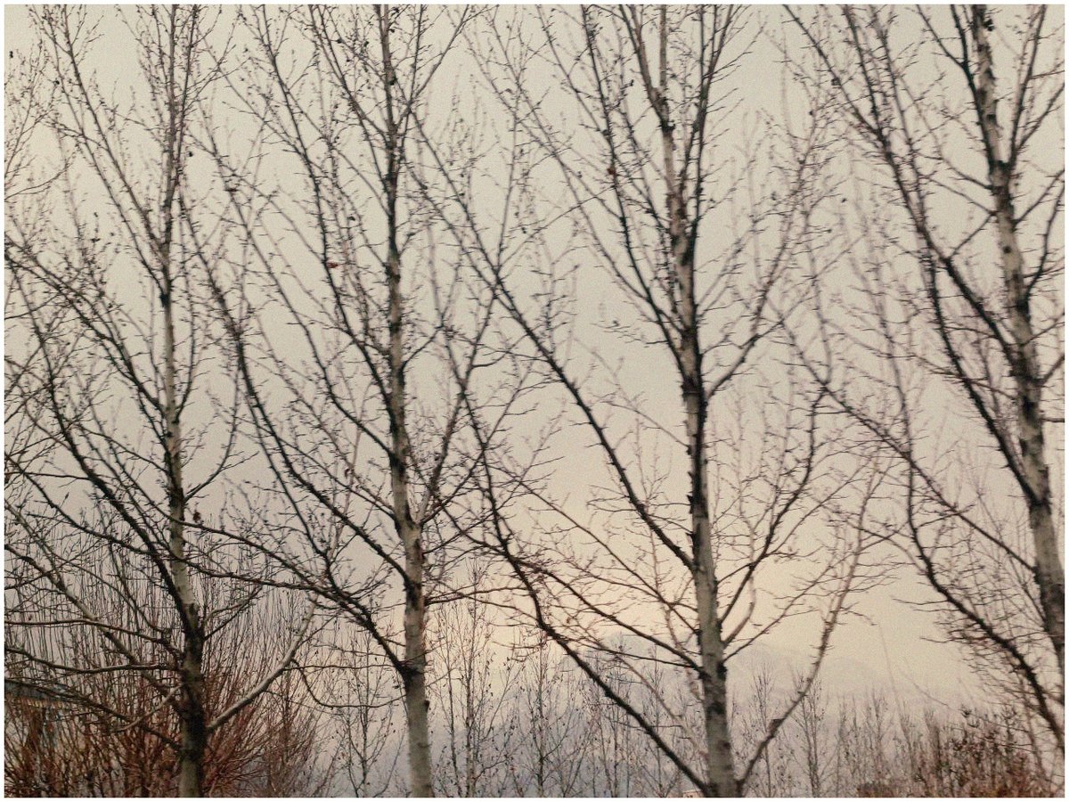 Reza1990Elmi's tweet image. Curtains.

#Legacy #Veins #PushBack