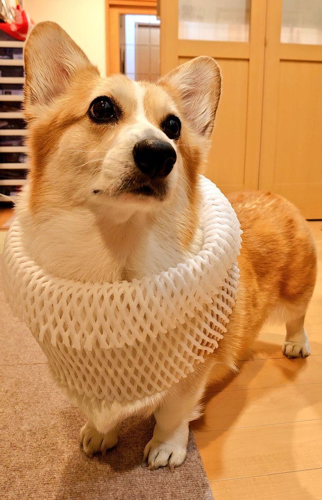 peachice20111's tweet image. フルーツネットコーデ✨

#コーギー
#WelshCorgi
#Corgi