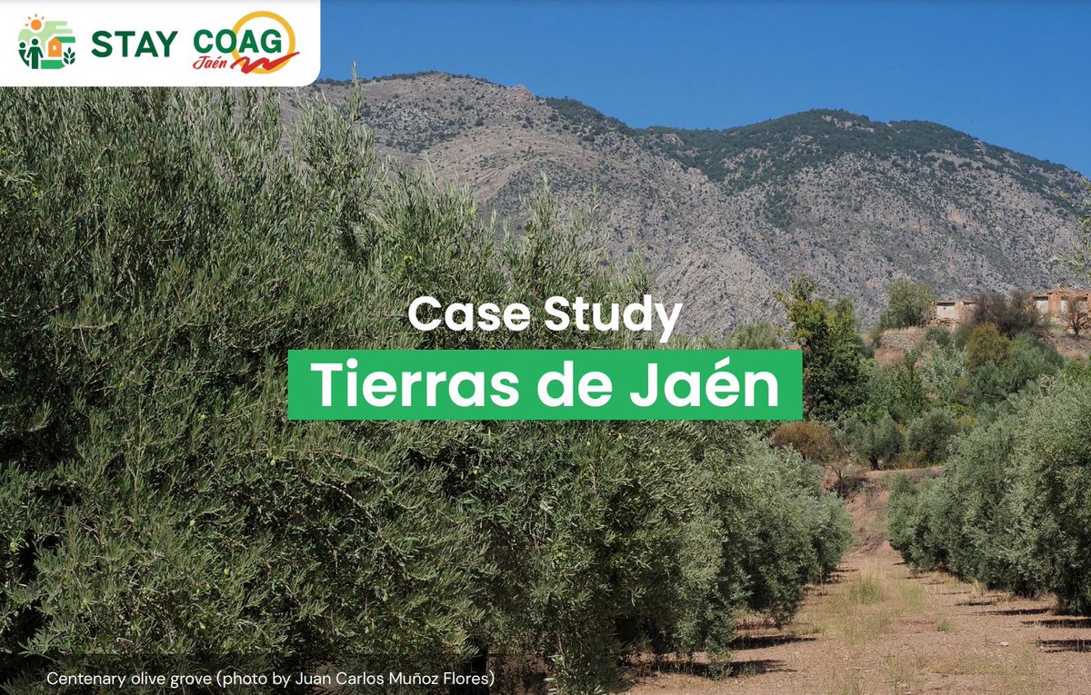 Explore Spain’s <a href="/tierrasdejaen/">Tierrasdejaen</a>! 🫒

A fifth-generation olive oil producer offering unique olive oil tourism: tours, tastings, &amp; charming rural stays at 🏡 Cortijo Las Huertas.

Discover why it’s a prime agrotourism example! 👉 stay-erasmus.eu/case-studies