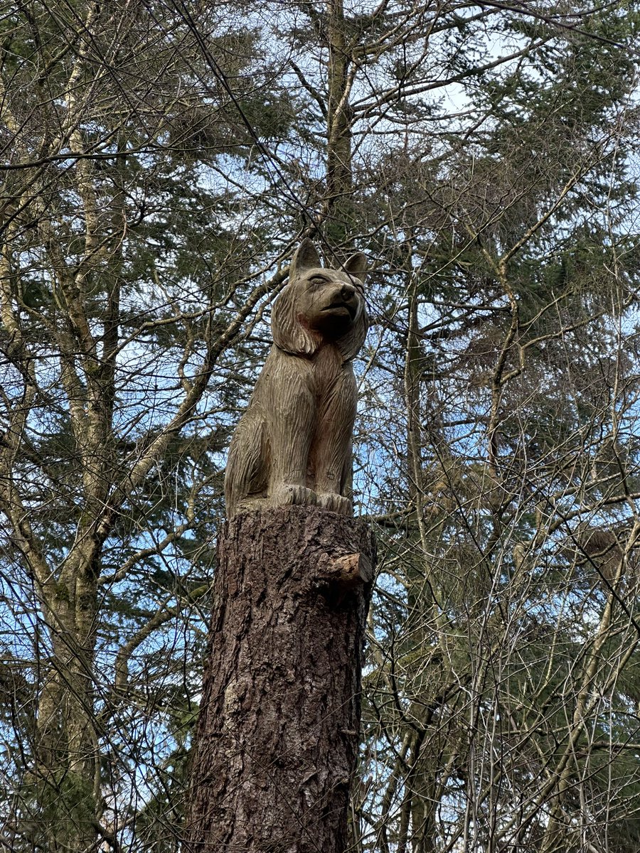 Susan & Orla🐶🏴🇪🇺🏴 (@kinlochsusan) on Twitter photo Woodland walk 🏴🥶🐶☀️🌳 Woodland walk 🏴🥶🐶☀️🌳
