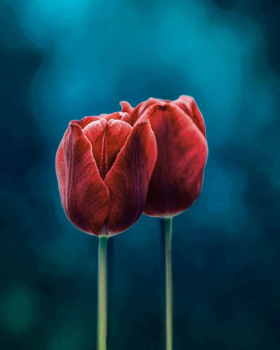 It took me so long to edit this one but i got it ❤️🥳 
Do you like this style?
-
-
#photo #photoshot #keralagram #nature #flower