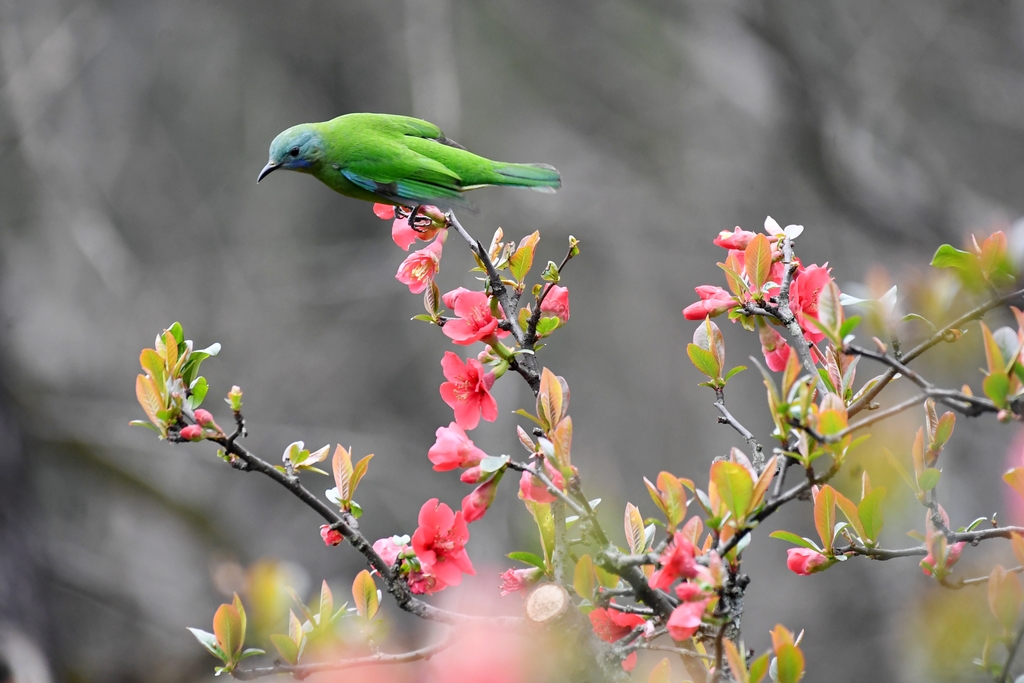 Spring is in full bloom in Renhuai, Guizhou! 🌿🌸 Amid the warm breeze, birds perch and feed among the flowering Chinese quince, creating a picture-perfect scene of nature's harmony. The vibrant blossoms and lively wildlife bring the spirit of spring to life! 🐦✨ 

#GreenChina #WildChina #Biodiversity #NatureLover #NatureWonder #WildlifeConservation #BirdWatching @iloveguizhou @DiscoverGuizhou