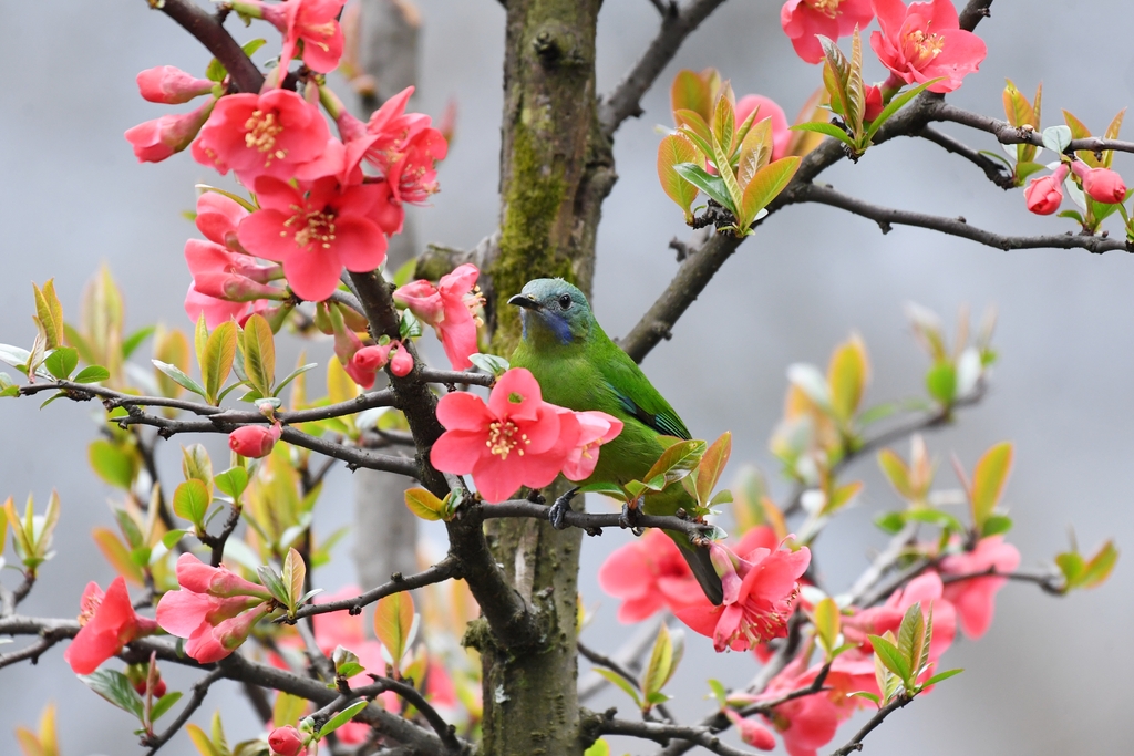 Spring is in full bloom in Renhuai, Guizhou! 🌿🌸 Amid the warm breeze, birds perch and feed among the flowering Chinese quince, creating a picture-perfect scene of nature's harmony. The vibrant blossoms and lively wildlife bring the spirit of spring to life! 🐦✨ 

#GreenChina #WildChina #Biodiversity #NatureLover #NatureWonder #WildlifeConservation #BirdWatching @iloveguizhou @DiscoverGuizhou