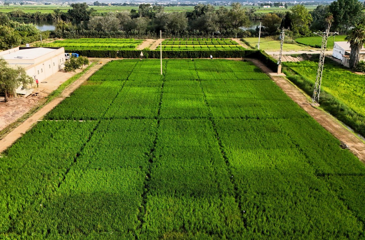 ASD_INRAE's tweet image. Nascimento, G., Catala-Forner, M., Cantero-Martínez, C. et al. Balancing cover crop benefits and economic realities in Mediterranean rice farming. Agron. Sustain. Dev. 45, 14 (2025).
doi.org/10.1007/s13593…