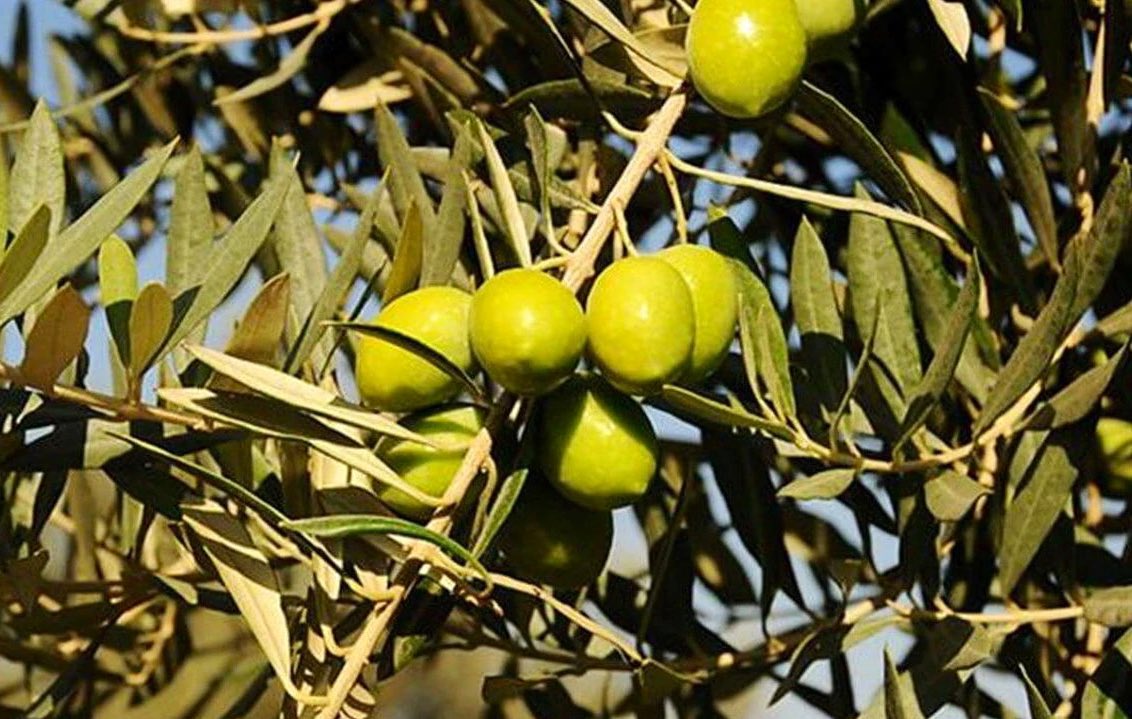 Did you know that "Aydın Memecik Zeytini" from Türkiye has been granted #GeographicalIndication registration by the EU? 🇹🇷🇪🇺🎉 

It's the 31st Turkish product to earn this prestigious recognition! #MadeInTürkiye 🫒🌱 <a href="/EUDelegationTur/">AB Türkiye Delegasyonu🇪🇺EU Delegation to Türkiye</a>