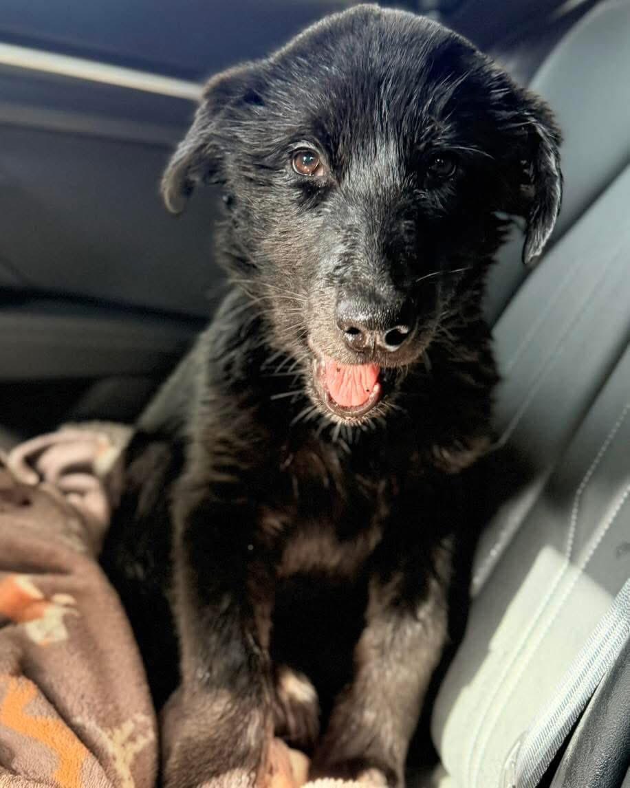 Please share

THROWN FROM BRIDGE INTO CANAL 🤬😢

“*** Appeal for information ***

Does anybody know whose dog this is? 

The poor thing had been thrown off a bridge into the canal at Portland Basin and was trapped between the boat and the path. Then he got loose and swam further