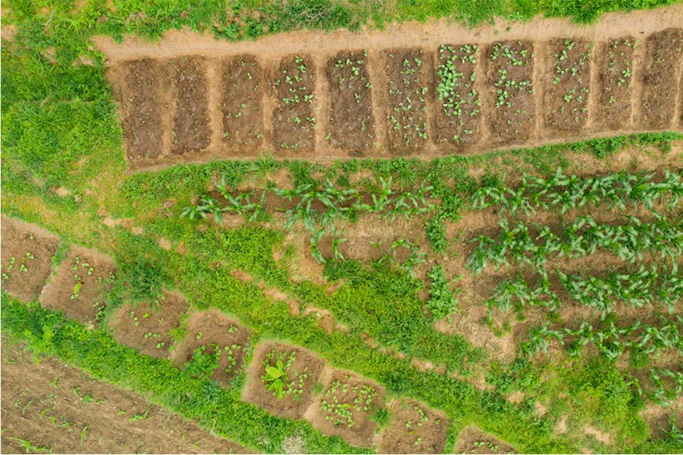 ASD_INRAE's tweet image. Andrieu, N., Dedieu, B., Girard, P. et al. Methodological challenges in assessing the viability of agroecological practices: lessons from a multi-case study in Africa. Agron. Sustain. Dev. 45, 15 (2025).
doi.org/10.1007/s13593…