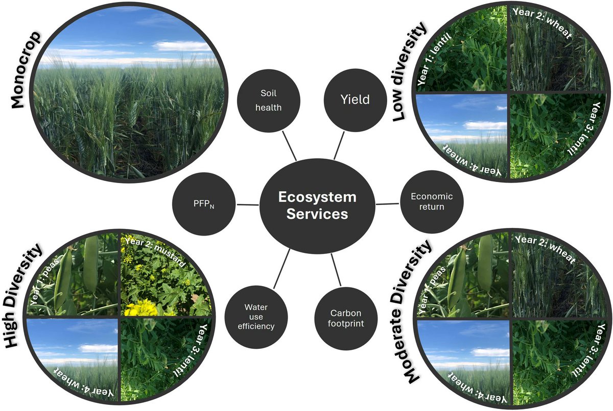 ASD_INRAE's tweet image. Liu, K., Khakbazan, M., Bandara, M. et al. Diversifying wheat-based cropping systems with pulse crops enhances ecosystem services. Agron. Sustain. Dev. 45, 17 (2025).
doi.org/10.1007/s13593…