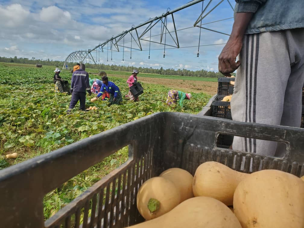 Charterseeds's tweet photo. Butternut Akita harvest at Little England Farm, Darwendale! Check out the exceptional quality of these gorgeous fruits. #farming #Charterseeds #SeedsOfSuccess https://t.co/kI6Y1biQ3m