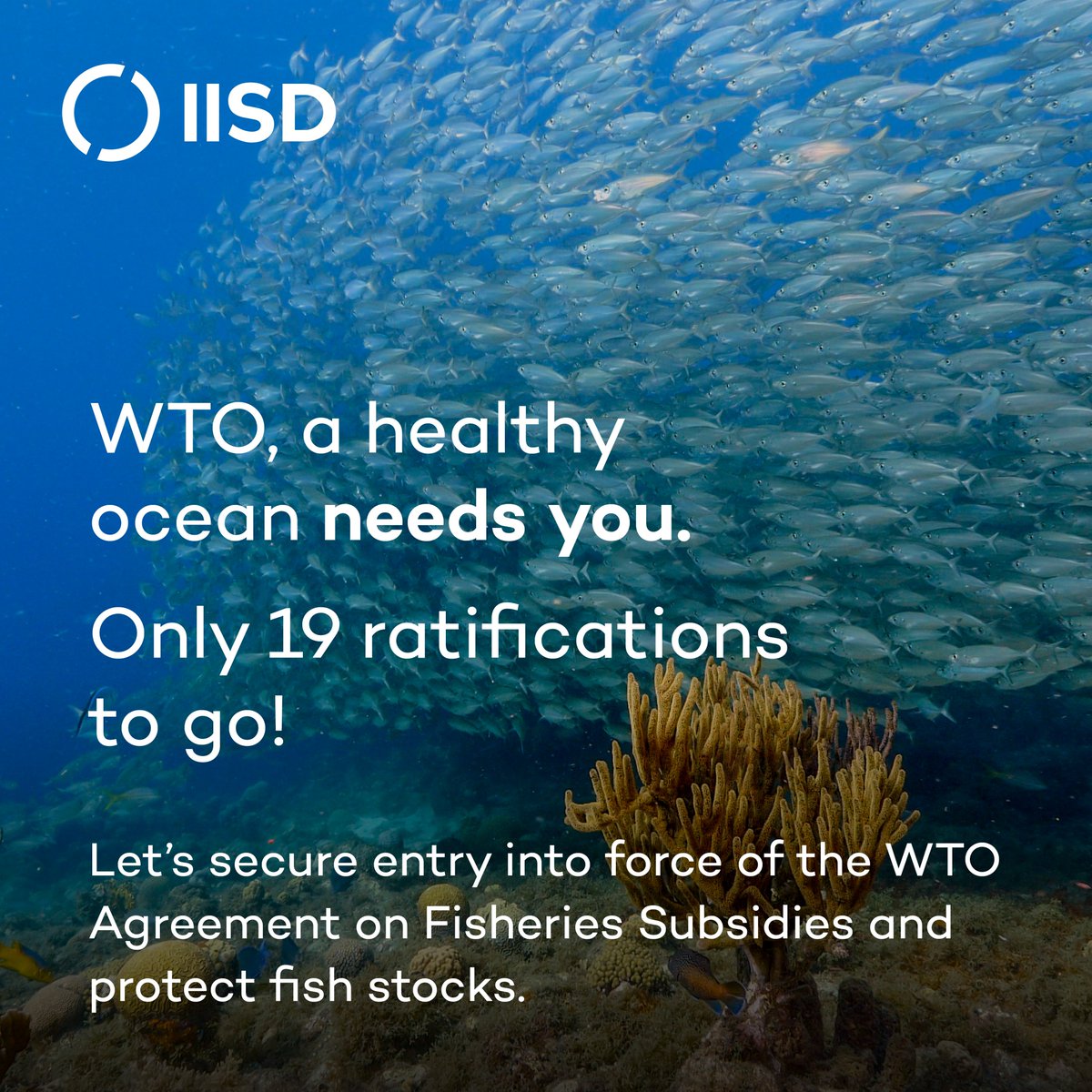 ‼ Only 19 more ratifications needed for the <a href="/wto/">WTO</a> 🐟 agreement!

With Guatemala's recent acceptance, 92 members have approved the deal to curb harmful fishing subsidies. Let’s keep up the momentum to protect our oceans 🌊

➡️ Learn more here: iisd.org/articles/deep-…